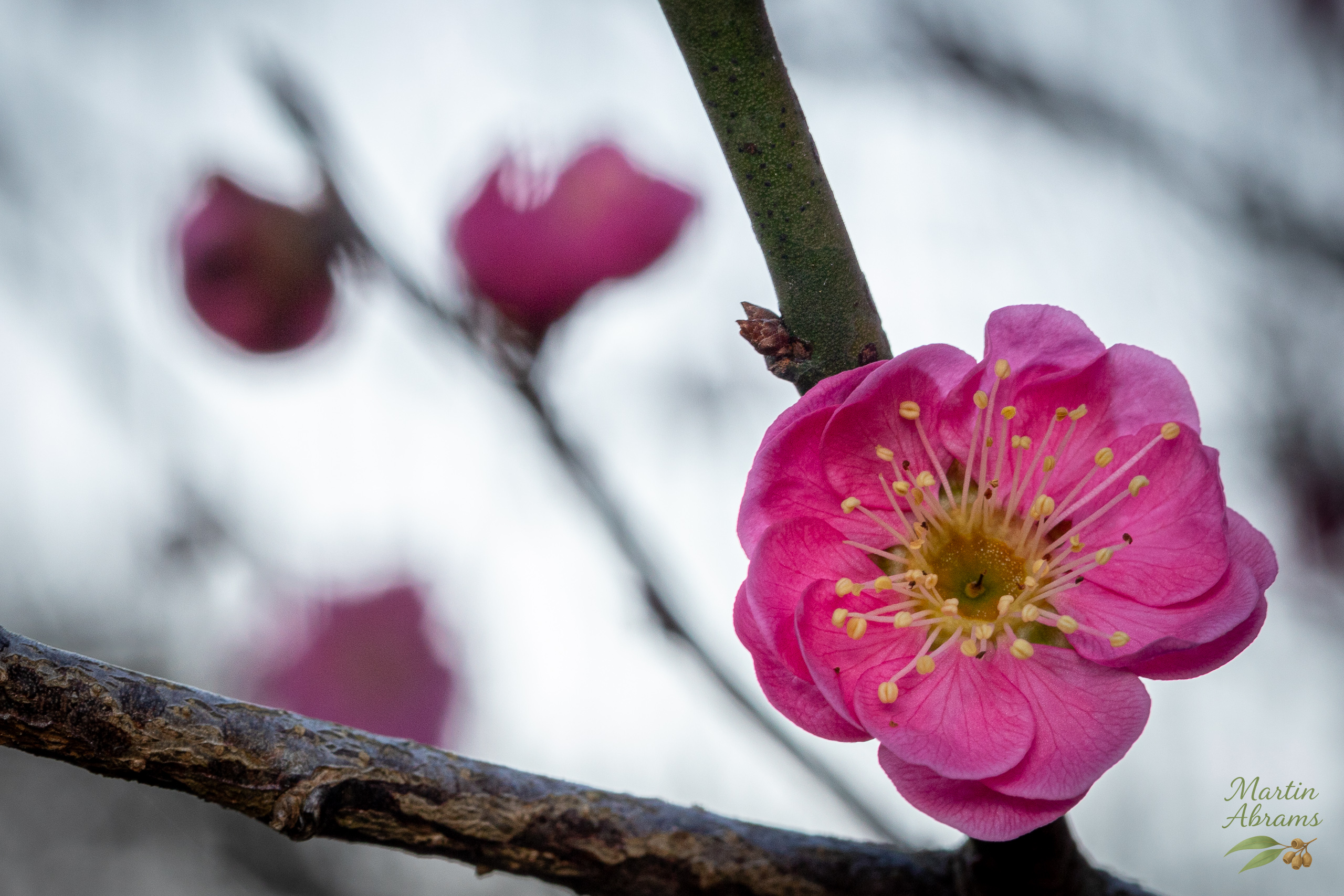 One pink plum blossoms